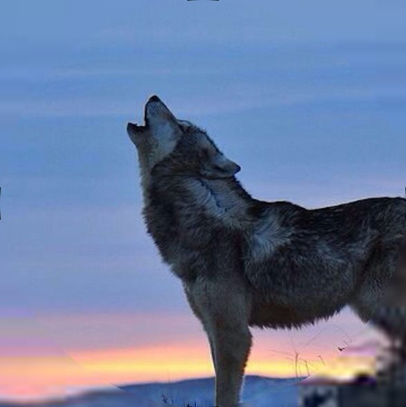 crying_wolf