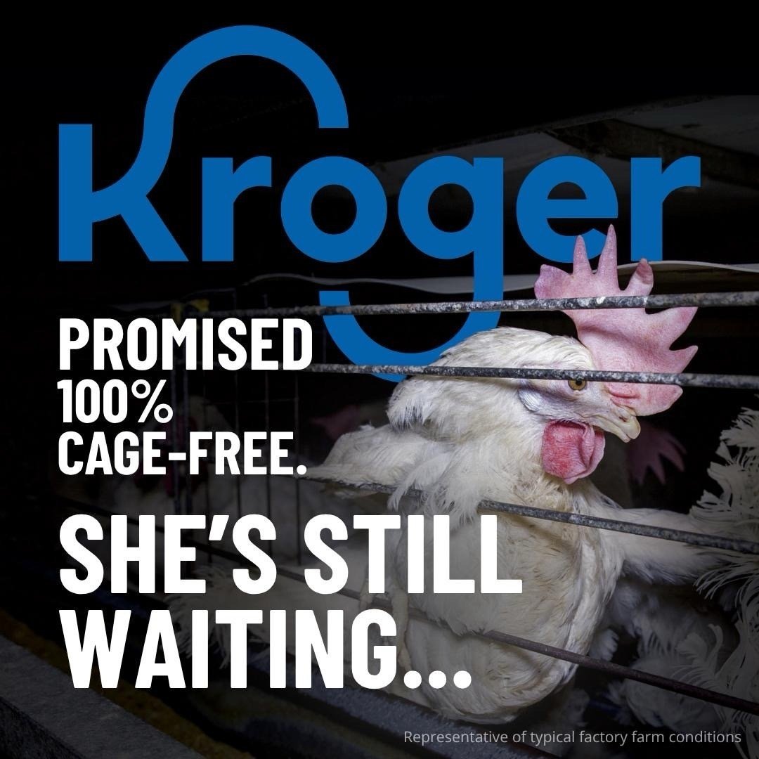Pressure Campaign(AR + AfJ + DAM) | Kroger in Amsterdam